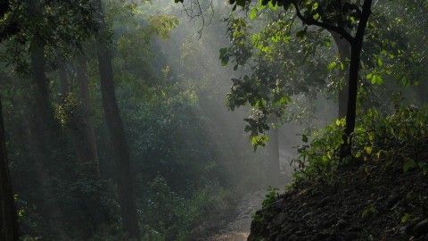 Enjoy a spectacular panorama of the jungle, Corbett with Safari !!
