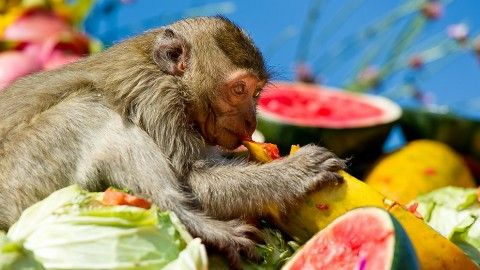 Monkey Buffet Festival