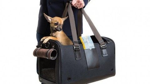 Traveling with Pets : You’ll have to Beware Now !