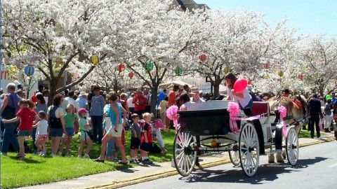 A New Vision Of Spring: Washington DC Cherry Blossom Festival
