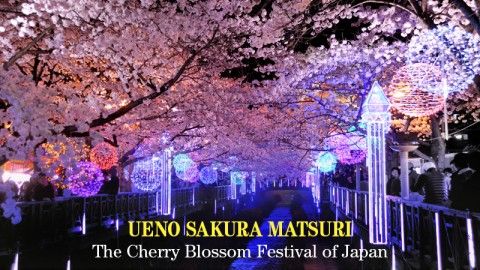 Ueno Sakura Matsuri: The Cherry Blossom Lantern Festival of Japan