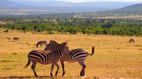 The Must-do things in Kenya
