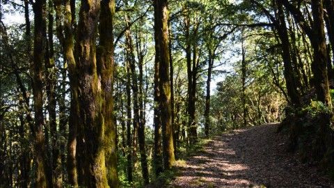 Binsar Wildlife Sanctuary: A budget trekking and Jungle Safari in India