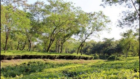 A guide to Dibru Saikhowa National Park, Assam