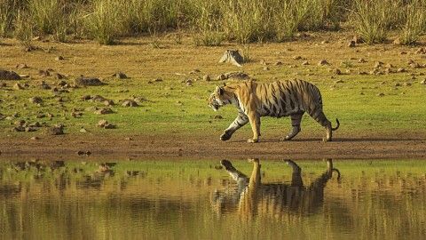 Tadoba National Park: one of its kind