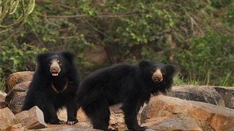 Meet our hairy friends, the Sloth Bears in Daroji Bear Sanctuary