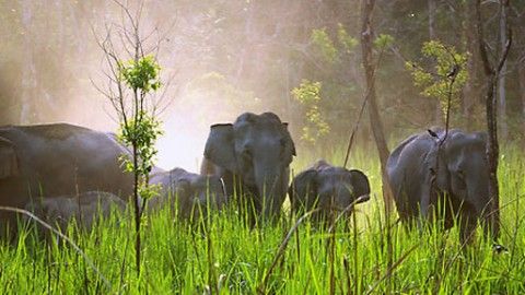 Manas National Park Wildlife Tour
