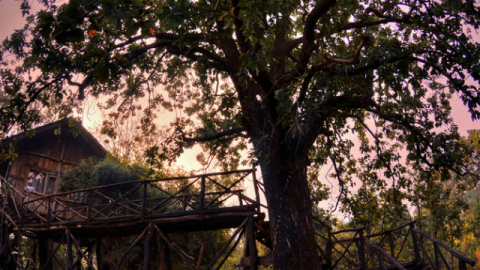 5 Romantic Tree House Resorts in India