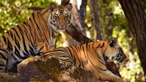 Dudhwa Tiger Reserve