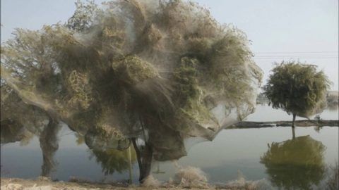 Amazing things in nature you won’t believe exist