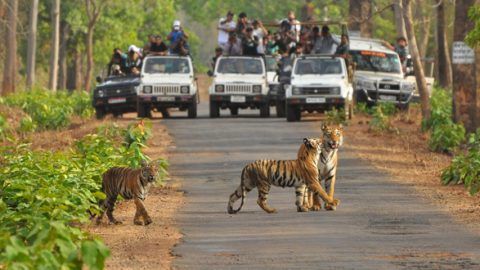 Top Wildlife Sanctuaries in India