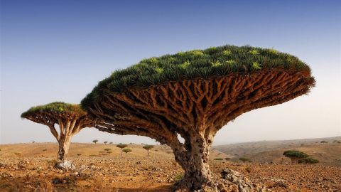 Beautiful Forests to Travel in the World