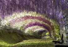 Wisteria Tunnel Wisteria Tunnel