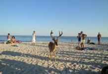 Fire Island Fire Island