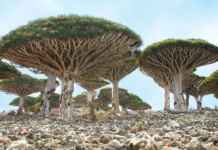Socotra Socotra