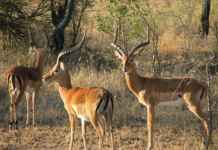 Haven for wildlife enthusiasts: Serengeti National Park Haven for wildlife enthusiasts: Serengeti National Park