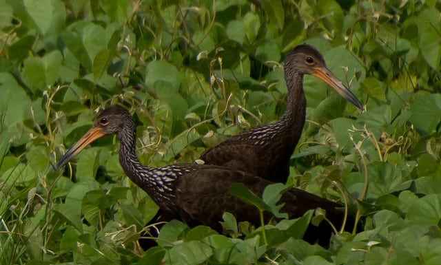 All About Amazonia All About Amazonia