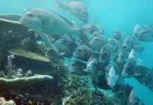 Great Barrier Reef : Glimpse to the world’s largest coral reef Great Barrier Reef: Glimpse to the world's largest coral reef