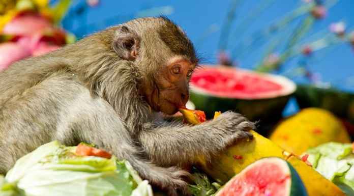 Monkey Buffet Festival Monkey Buffet Festival