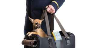 Traveling with pets : You’ll have to beware now