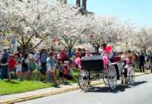 A New Vision Of Spring: Washington DC Cherry Blossom Festival Washington DC Cherry Blossom Festival