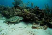 Underwater At Belize Barrier Reef Underwater At Belize Barrier Reef