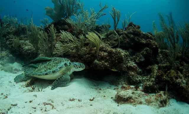 Underwater At Belize Barrier Reef Underwater At Belize Barrier Reef