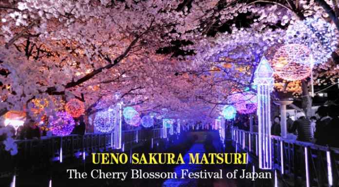 Ueno Sakura Matsuri: The Cherry Blossom Lantern Festival of Japan Cherry-Blossom