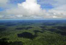 A Budget Voyage to Amazon Rainforest Bolivia Amazon Rainforest