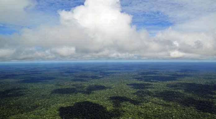 A Budget Voyage to Amazon Rainforest Bolivia Amazon Rainforest