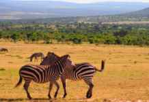 The Must-do things in Kenya Things to do in Kenya