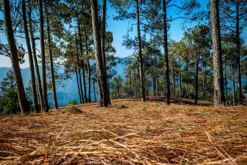 Binsar View