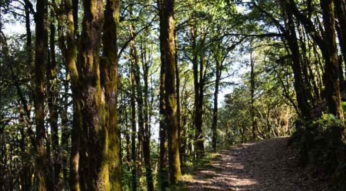 Binsar Wildlife Sanctuary: A budget trekking and Jungle Safari in India Binsar Wildlife Sanctuary