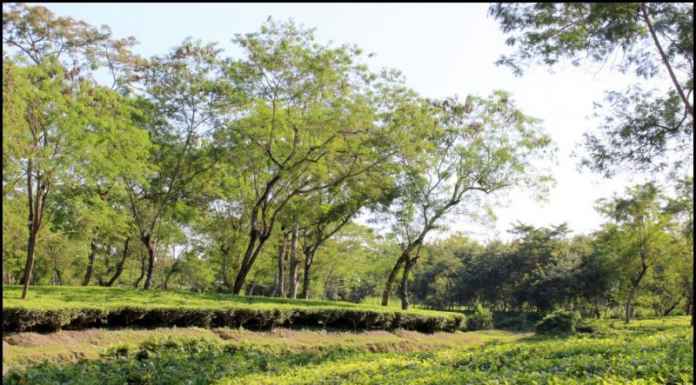 A guide to Dibru Saikhowa National Park, Assam Dibru Saikhowa