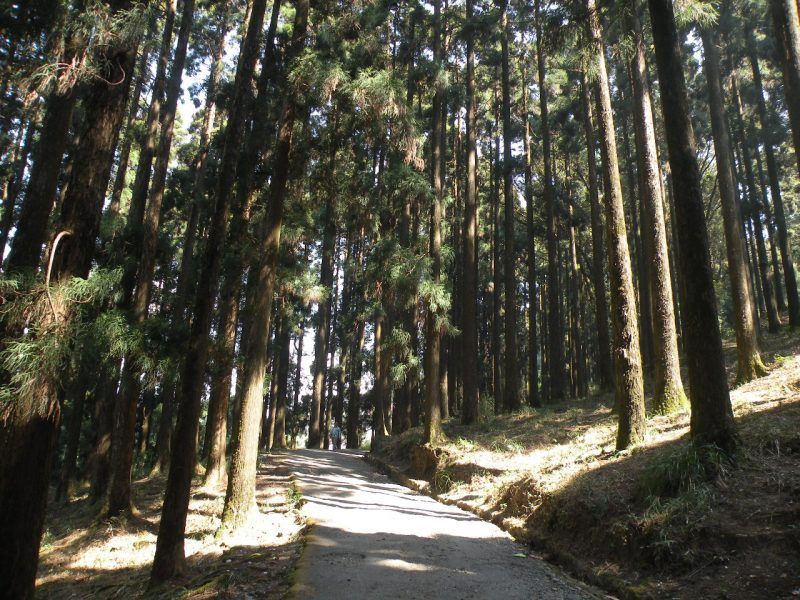 Down Hill kurseong