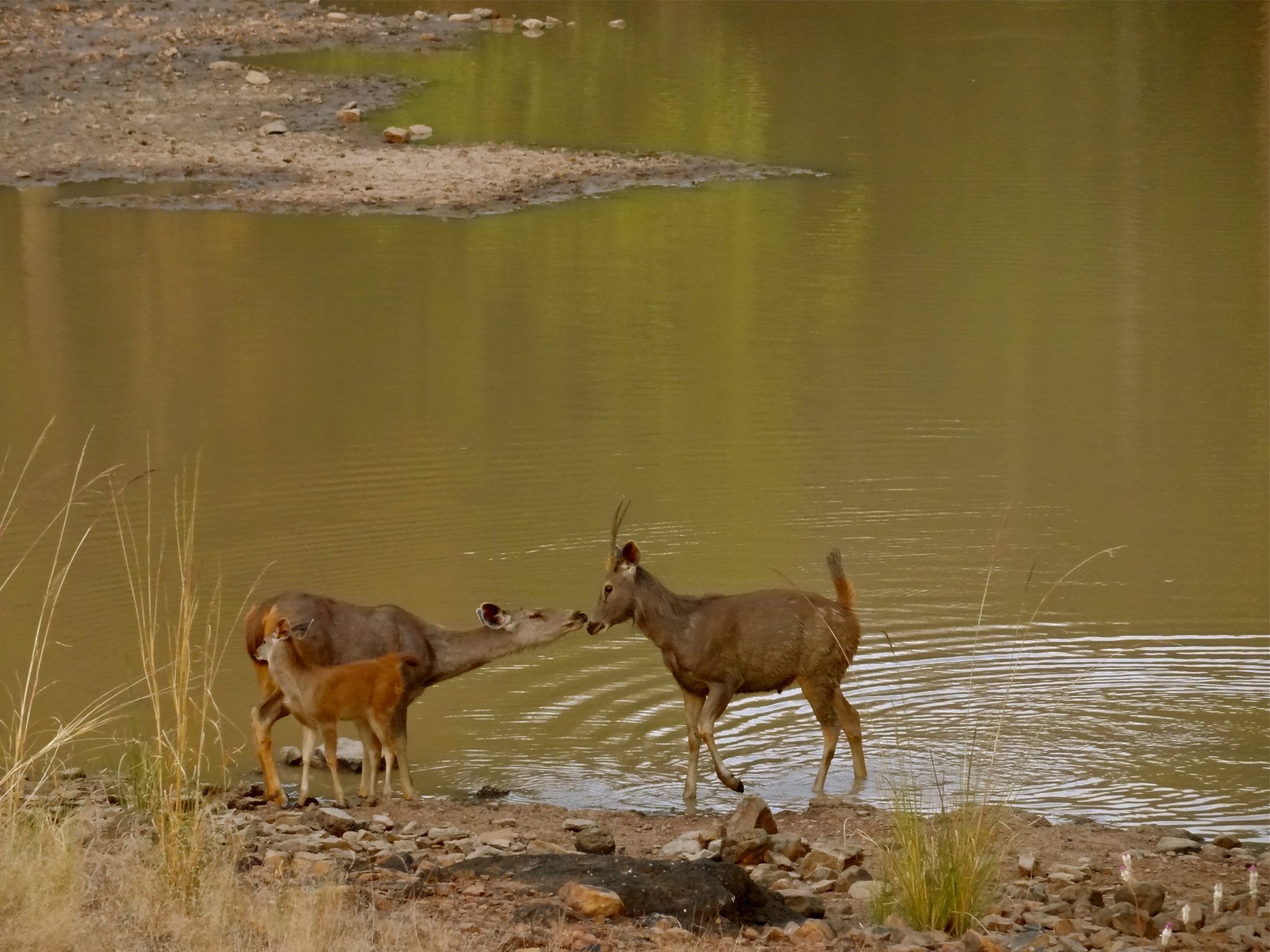 Tadoba 