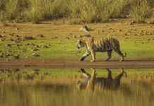 Tadoba National Park: one of its kind Tadoba National Park