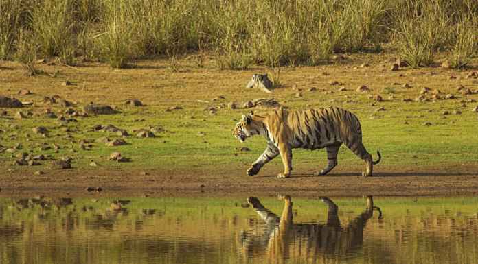 Tadoba National Park: one of its kind Tadoba National Park