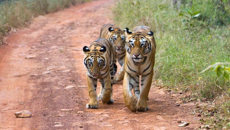 Tadoba Tiger