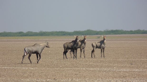 Rann of kutch View