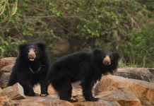 Meet our hairy friends, the Sloth Bears in Daroji Bear Sanctuary