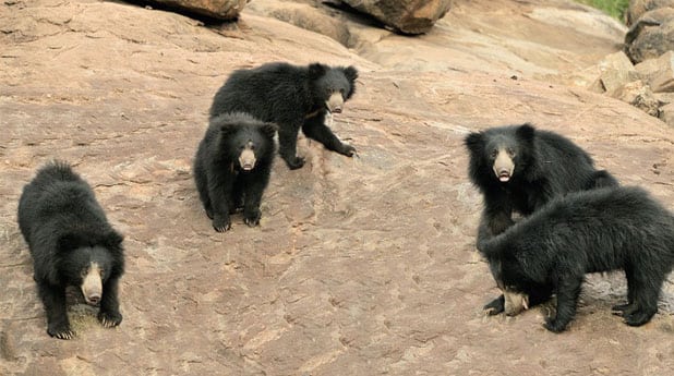 Daroji Bear Sanctuary