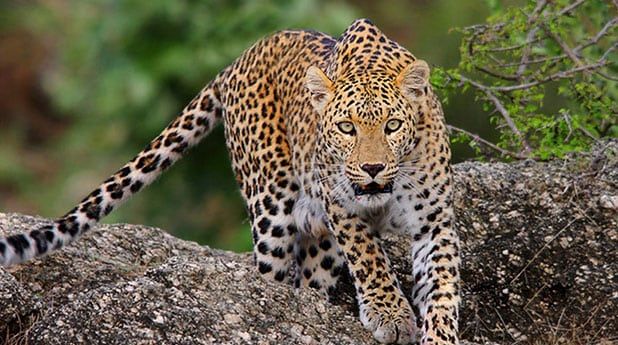 Peppara Wildlife Sanctuary