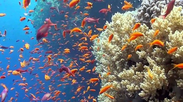 Red Sea diving Egypt