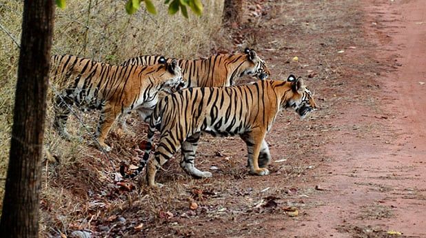 Dudhwa Tiger Reserve Image