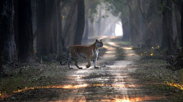 Dudhwa Tiger Reserve Tiger