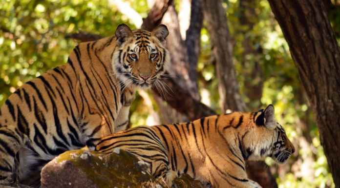 Dudhwa Tiger Reserve, a perfect safari destination