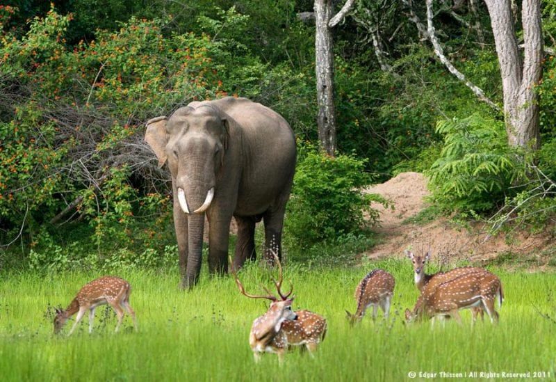 YALA NATIONAL PARK