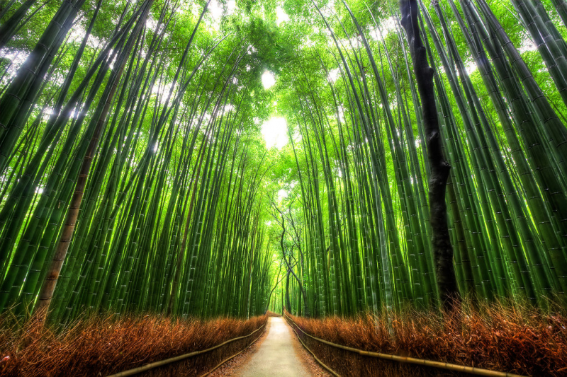 Bamboo forest Japan