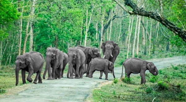 Bandipur National Park